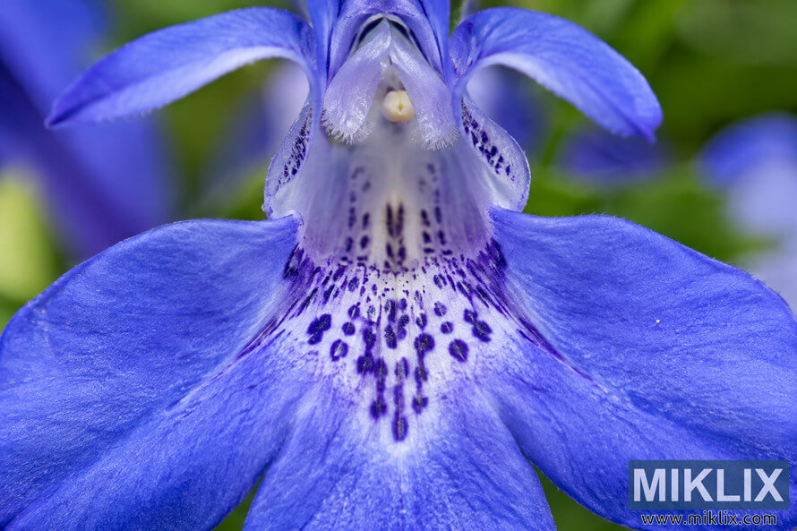 Extreme macro close-up of a blue-violet flower with broad petals, a pale lavender throat, and intricate dark violet spots and streaks. Extreme macro close-up of a blue-violet flower with broad petals, a pale lavender throat, and intricate dark violet spots and streaks.
