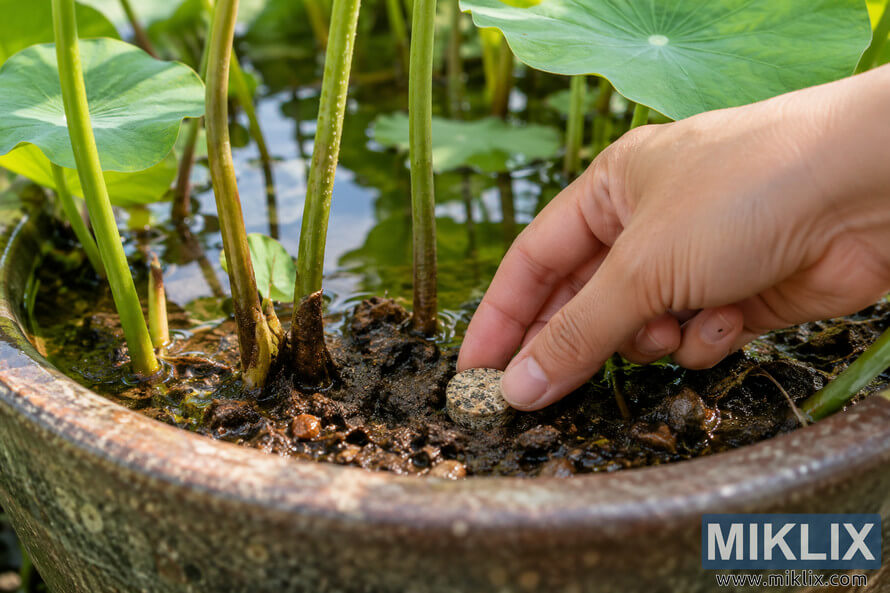 Close-up of a hand placing a round fertilizer tablet into wet soil among green lotus stems in an aquatic plant container.