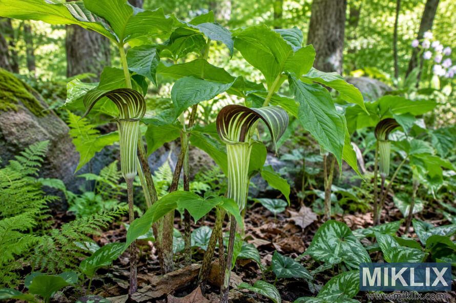 Jack-in-the-pulpit plants with striped green and maroon flowers growing among ferns, mottled groundcover, rocks, and leaf litter in a shaded woodland garden. Jack-in-the-pulpit plants with striped green and maroon flowers growing among ferns, mottled groundcover, rocks, and leaf litter in a shaded woodland garden.