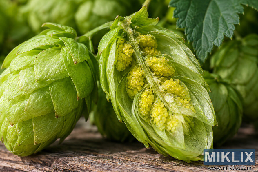 Macro close-up of fresh green hop cones on rustic wood, with an opened cone revealing clusters of bright yellow-green lupulin glands among the layered bracts. Macro close-up of fresh green hop cones on rustic wood, with an opened cone revealing clusters of bright yellow-green lupulin glands among the layered bracts.