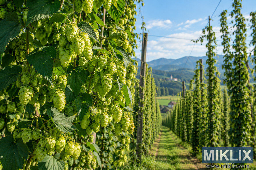 Landscape view of mature green hop cones growing on tall traditional hop bines in a sunny Slovenian hop yard, with trellised rows leading toward green fields, forested hills and distant mountains beneath a blue sky. Landscape view of mature green hop cones growing on tall traditional hop bines in a sunny Slovenian hop yard, with trellised rows leading toward green fields, forested hills and distant mountains beneath a blue sky.