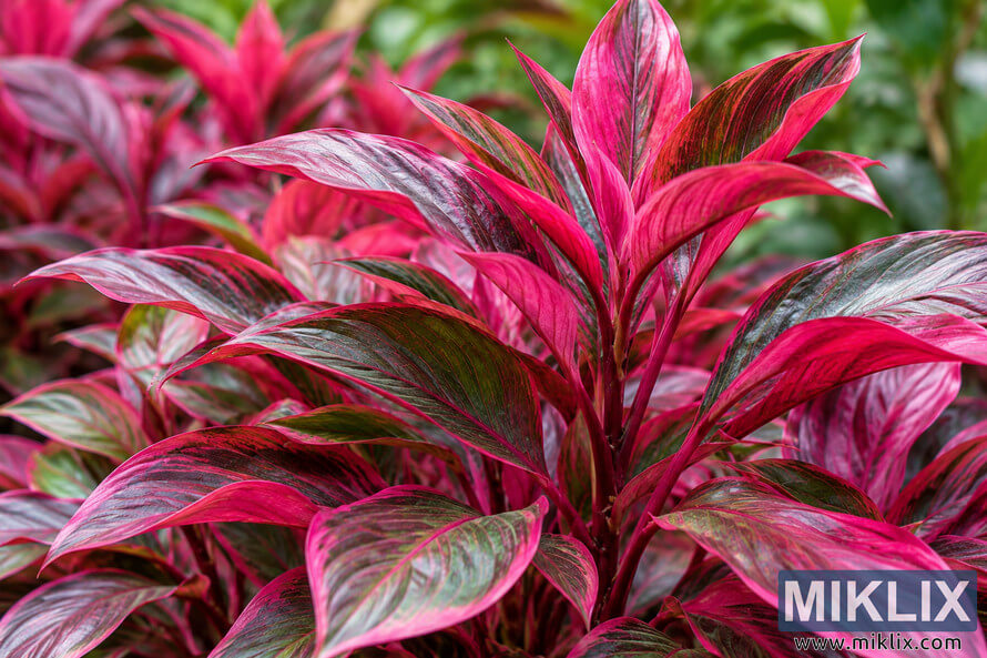 Close-up of lush pink and dark green ornamental leaves with vivid magenta stems and softly blurred foliage in the background.