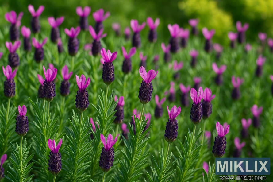 Ù
ÙØ³Ù
گرÙ
ا Ú©Û Ø¨Ø§Øº Ù
ÛÚº Ú¯ÛØ±Û جاÙ
ÙÛ Ø±ÙÚ¯ Ú©Û Ù¾Ú¾ÙÙÙÚº Ú©Û Ø¯Ú¾Ø§Ø±ÙÚºØ ÚÙ
کدار Ù
ÛØ¬Ùٹا برÛÚ©Ù¹Ø³Ø Ø§ÙØ± Ù
Ø®ØµÙØµ Ø¯Ø§ÙØª ÙØ§ÙÛ Ø³Ø±Ù
Ø¦Û Ø³Ø¨Ø² پتÙÚº Ú©Û Ø³Ø§ØªÚ¾ ÙØ±Ø§ÙØ³ÛØ³Û ÙÛÙÛÙÚØ± کا Ú©ÙÙØ² Ø§Ù¾Û Ù
ÙØ³Ù
گرÙ
ا Ú©Û Ø¨Ø§Øº Ù
ÛÚº Ú¯ÛØ±Û جاÙ
ÙÛ Ø±ÙÚ¯ Ú©Û Ù¾Ú¾ÙÙÙÚº Ú©Û Ø¯Ú¾Ø§Ø±ÙÚºØ ÚÙ
کدار Ù
ÛØ¬Ùٹا برÛÚ©Ù¹Ø³Ø Ø§ÙØ± Ù
Ø®ØµÙØµ Ø¯Ø§ÙØª ÙØ§ÙÛ Ø³Ø±Ù
Ø¦Û Ø³Ø¨Ø² پتÙÚº Ú©Û Ø³Ø§ØªÚ¾ ÙØ±Ø§ÙØ³ÛØ³Û ÙÛÙÛÙÚØ± کا Ú©ÙÙØ² اپÛ