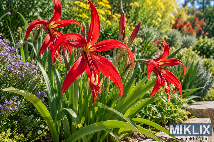 Vivid red Aztec lily flowers among arching green leaves in a sunny garden border with purple and yellow flowers. Vivid red Aztec lily flowers among arching green leaves in a sunny garden border with purple and yellow flowers.