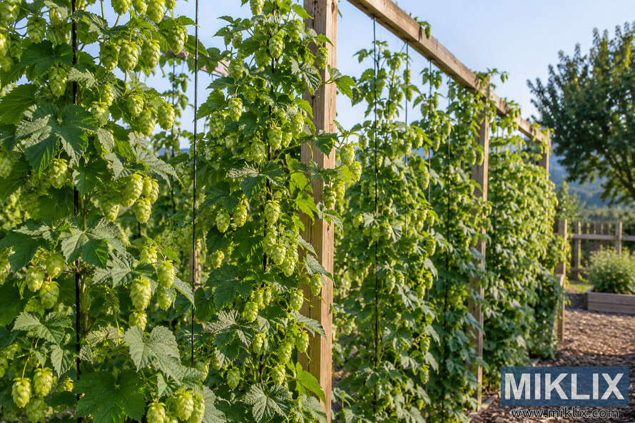 Mature green hop bines covered with abundant hop cones climb vertical strings on a tall wooden trellis beside a mulched path in a sunny home garden.