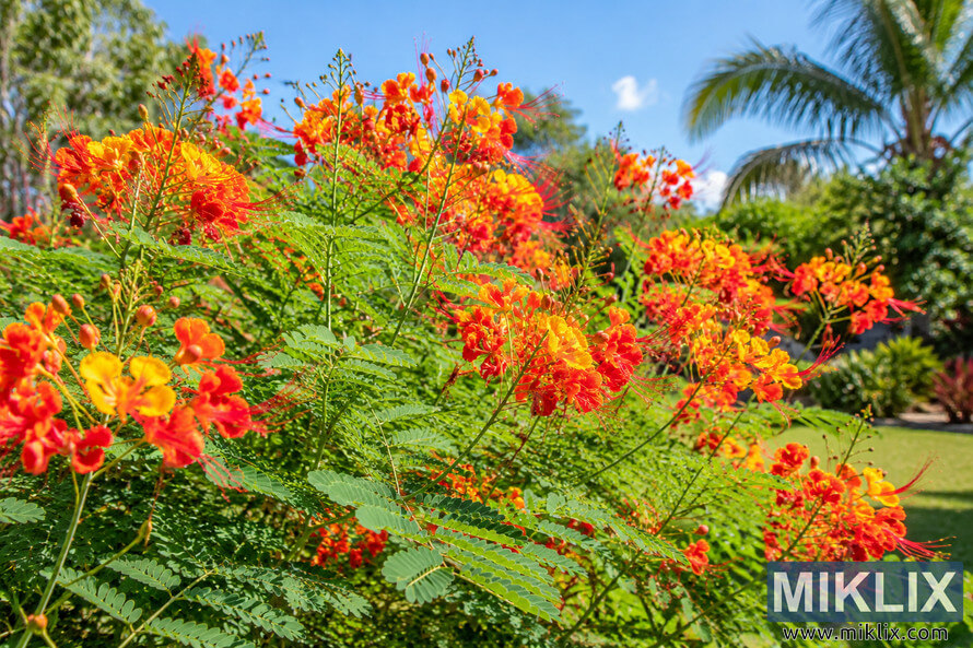 Dense Pride of Barbados shrub covered in orange, red and yellow flowers with green foliage in a sunny tropical garden. Dense Pride of Barbados shrub covered in orange, red and yellow flowers with green foliage in a sunny tropical garden.