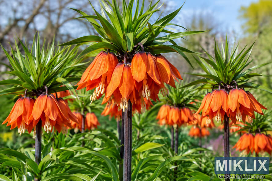Orange Crown Imperial flowers with hanging bell-shaped blooms and green leafy crowns growing in a sunny garden. Orange Crown Imperial flowers with hanging bell-shaped blooms and green leafy crowns growing in a sunny garden.