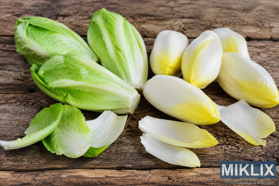 Fresh green and white endive leaves and whole Belgian endives arranged on a rustic weathered wooden surface under soft natural lighting in a landscape composition. Fresh green and white endive leaves and whole Belgian endives arranged on a rustic weathered wooden surface under soft natural lighting in a landscape composition.
