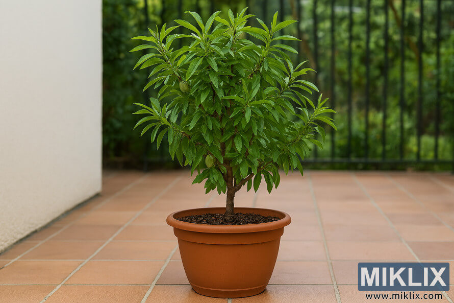 ସବàଠପତàର ସହିତ à¬à¬ à¬àରାà¬àà¬à¬¾ à¬à¬¾à¬à¬²à ପାà¬à¬¿à¬ à¬à¬ªà¬°à à¬à¬ à¬àଣàଡରà ରà¬à¬¾à¬¯à¬¾à¬à¬¥à¬¿à¬¬à¬¾ à¬à¬¾à¬°àଡàନà ପàରିନàସ ବାମନ ବାଦାମ à¬à¬à¥¤ ସବàଠପତàର ସହିତ à¬à¬ à¬àରାà¬àà¬à¬¾ à¬à¬¾à¬à¬²à ପାà¬à¬¿à¬ à¬à¬ªà¬°à à¬à¬ à¬àଣàଡରà ରà¬à¬¾à¬¯à¬¾à¬à¬¥à¬¿à¬¬à¬¾ à¬à¬¾à¬°àଡàନà ପàରିନàସ ବାମନ ବାଦାମ à¬à¬à¥¤