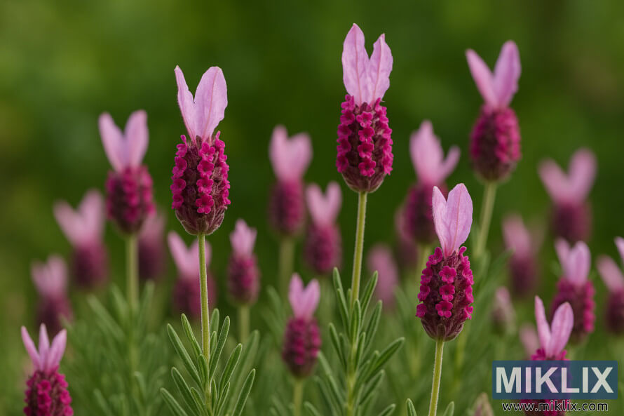 Ø³ÙØ±Ø¬ Ú©Û Ø±ÙØ´ÙÛ ÙØ§ÙÛ Ø¨Ø§Øº Ù
ÛÚº Ú¯ÛØ±Û Ú¯ÙØ§Ø¨Û Ù
ائ٠جاÙ
ÙÛ Ù¾Ú¾ÙÙÙÚº Ú©Û Ø§Ø³Ù¾Ø§Ø¦Ú©Ø³ Ø§ÙØ± ÙØ§Ø²Ú© ÛÙÚ©Û Ú¯ÙØ§Ø¨Û برÛÚ©Ù¹ Ú©Û Ø³Ø§ØªÚ¾ Ú©Û٠رÛÚ ÙÛÙÛÙÚØ± کا ØªÙØµÛÙÛ Ú©ÙÙØ² Ø§Ù¾Û Ø³ÙØ±Ø¬ Ú©Û Ø±ÙØ´ÙÛ ÙØ§ÙÛ Ø¨Ø§Øº Ù
ÛÚº Ú¯ÛØ±Û Ú¯ÙØ§Ø¨Û Ù
ائ٠جاÙ
ÙÛ Ù¾Ú¾ÙÙÙÚº Ú©Û Ø§Ø³Ù¾Ø§Ø¦Ú©Ø³ Ø§ÙØ± ÙØ§Ø²Ú© ÛÙÚ©Û Ú¯ÙØ§Ø¨Û برÛÚ©Ù¹ Ú©Û Ø³Ø§ØªÚ¾ Ú©Û٠رÛÚ ÙÛÙÛÙÚØ± کا ØªÙØµÛÙÛ Ú©ÙÙØ² اپÛ