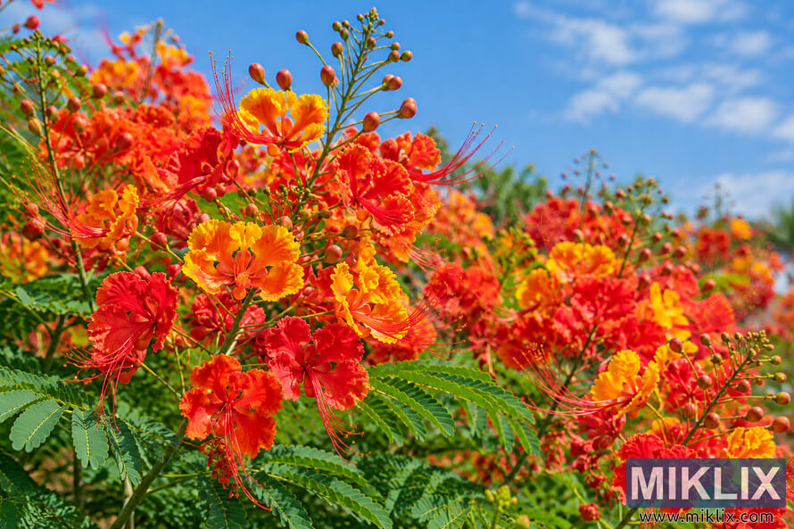 Vibrant red, orange, and yellow Pride of Barbados flowers with long red stamens and lush green foliage beneath a bright blue sky. Vibrant red, orange, and yellow Pride of Barbados flowers with long red stamens and lush green foliage beneath a bright blue sky.