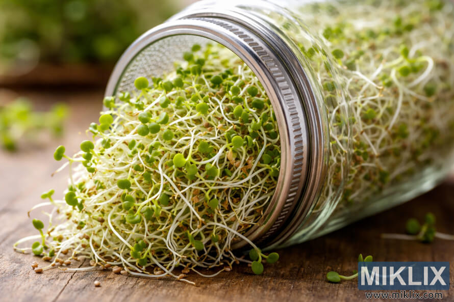 Des pousses de luzerne fraÃ®ches, aux tiges blanches et aux feuilles vertes, poussent densÃ©ment dans un bocal en verre transparent couchÃ© sur le cÃ´tÃ©.