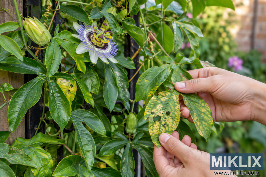 Hands examine yellow, mottled, and hole-damaged passionflower leaves beside a blooming purple-and-white passionflower on a garden trellis. Hands examine yellow, mottled, and hole-damaged passionflower leaves beside a blooming purple-and-white passionflower on a garden trellis.