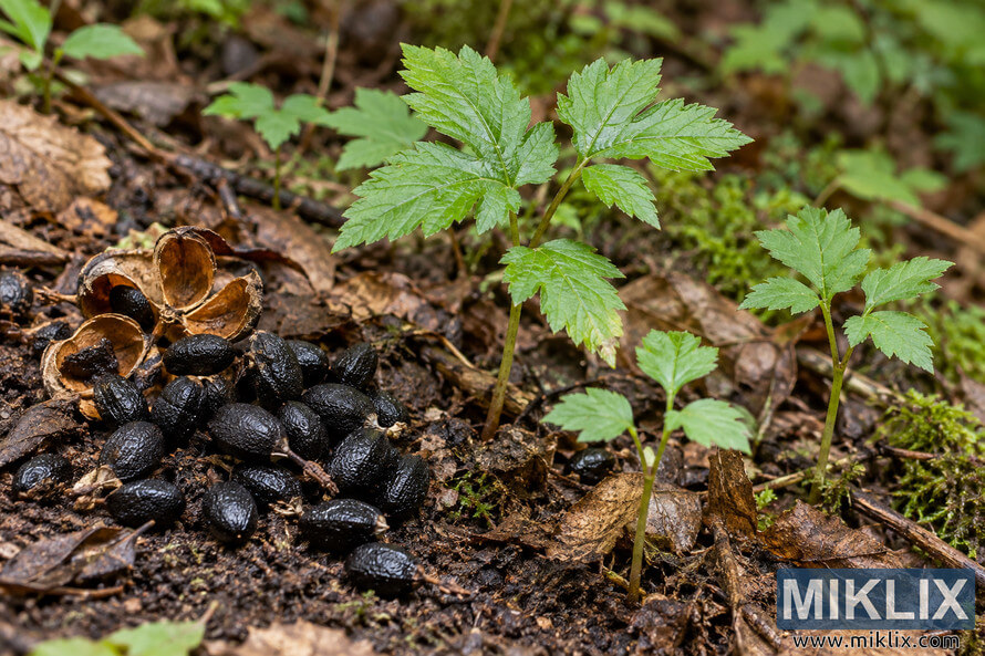 Black oval seeds beside young green seedlings growing among damp soil, fallen leaves, twigs, and moss on a woodland floor. Black oval seeds beside young green seedlings growing among damp soil, fallen leaves, twigs, and moss on a woodland floor.