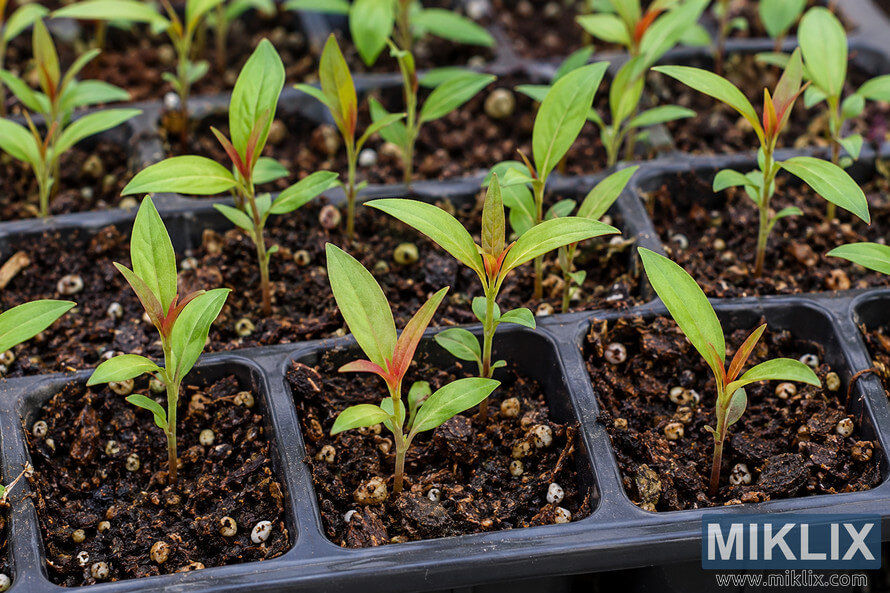 Close-up of young green seedlings with reddish new growth emerging from dark potting medium in a black plastic seed-starting tray.