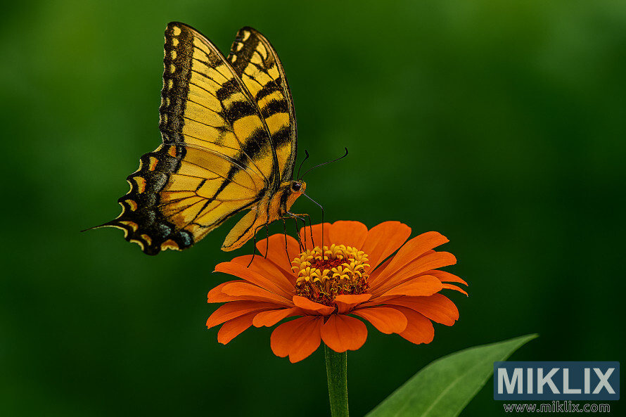 Ø§ÛØ³Ù¹Ø±Ù ٹائÛگر سÙÛÙÙ Ù¹Û٠تتÙÛ Ø§ÛÚ© Ù
ØªØØ±Ú© ÙØ§Ø±ÙØ¬Û Ø²ÙÛØ§ Ú©Û Ù¾Ú¾Ù٠پر بÛÙ¹Ú¾Û ÛÛ Ø¬Ø³ Ú©Û Ù¾Ø³ Ù
ÙØ¸Ø± Ù
ÛÚº سبز Ù¾ÙØ¯ÙÚº ÛÛÚº Ø§ÛØ³Ù¹Ø±Ù ٹائÛگر سÙÛÙÙ Ù¹Û٠تتÙÛ Ø§ÛÚ© Ù
ØªØØ±Ú© ÙØ§Ø±ÙØ¬Û Ø²ÙÛØ§ Ú©Û Ù¾Ú¾Ù٠پر بÛÙ¹Ú¾Û ÛÛ Ø¬Ø³ Ú©Û Ù¾Ø³ Ù
ÙØ¸Ø± Ù
ÛÚº سبز Ù¾ÙØ¯ÙÚº ÛÛÚº