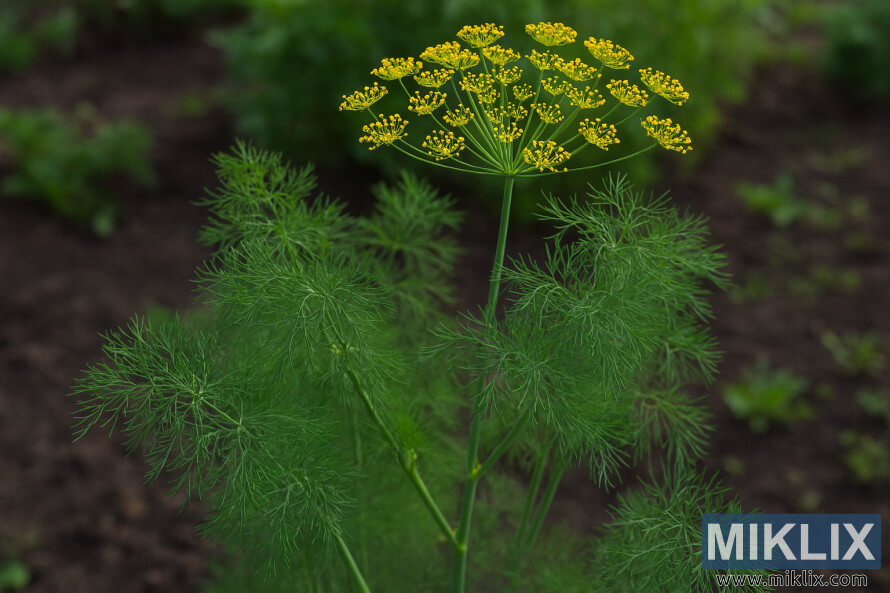 Aneth plumeux avec des ombelles de fleurs jaunes poussant dans un jardin