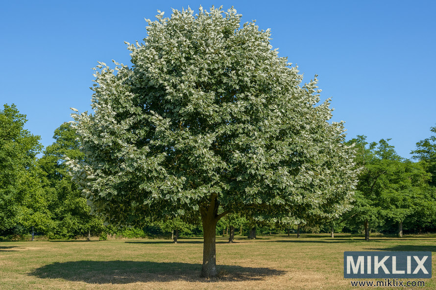 سÙÚ©Ú¾Û Ø¨Ø§ØºÛÚÛ Ù
ÛÚº ÚØ§ÙØ¯Û Ú©Û Ù¾Ø´Øª ÙØ§ÙÛ Ù¾ØªÙÚº Ú©Û Ø³Ø§ØªÚ¾ سÙÙØ± ÙÙÚ٠کا درخت سجاÙÙ¹Û Ú¯Ú¾Ø§Ø³ÙÚº Ø§ÙØ± بارÛÙ
اسÛÙÚº Ø³Û Ú¯Ú¾Ø±Ø§ ÛÙØ§ سÙÚ©Ú¾Û Ø¨Ø§ØºÛÚÛ Ù
ÛÚº ÚØ§ÙØ¯Û Ú©Û Ù¾Ø´Øª ÙØ§ÙÛ Ù¾ØªÙÚº Ú©Û Ø³Ø§ØªÚ¾ سÙÙØ± ÙÙÚ٠کا درخت سجاÙÙ¹Û Ú¯Ú¾Ø§Ø³ÙÚº Ø§ÙØ± بارÛÙ
اسÛÙÚº Ø³Û Ú¯Ú¾Ø±Ø§ ÛÙØ§
