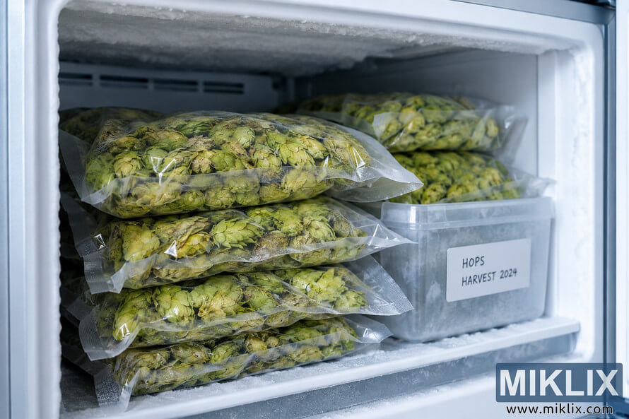 Vacuum-sealed bags of green hop cones neatly stacked inside a frosty freezer beside a labeled storage container. Vacuum-sealed bags of green hop cones neatly stacked inside a frosty freezer beside a labeled storage container.