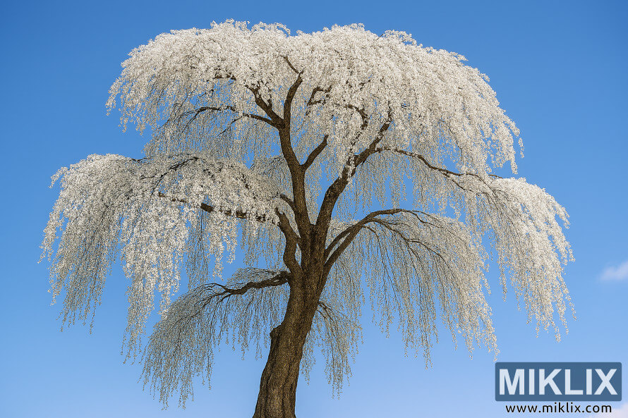 Cerisier pleureur mature tombant de neige avec des fleurs blanches immaculÃ©es sur un ciel bleu clair