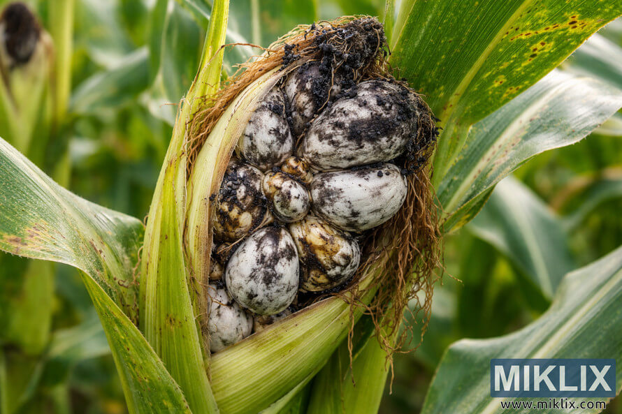 Close-up photograph of a corn ear infected with corn smut, showing swollen gray galls with black fungal spores replacing normal kernels.