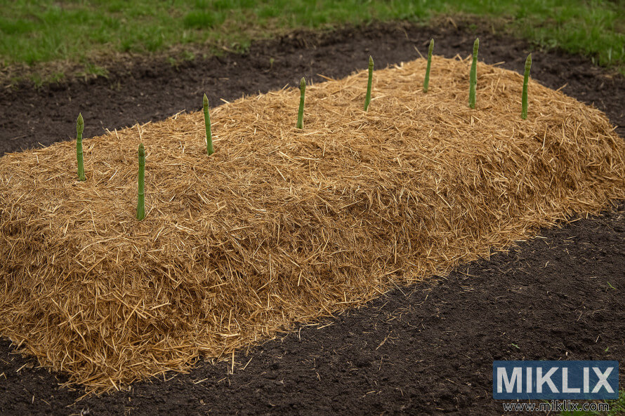 Dvignjena gredica beluÅ¡ev, prekrita s slamnato zastirko za zimsko zaÅ¡Äito.