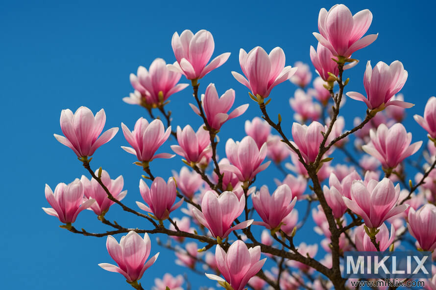 Magnolia avec des fleurs roses en forme de coupe en pleine floraison sur un ciel bleu vif Magnolia avec des fleurs roses en forme de coupe en pleine floraison sur un ciel bleu vif