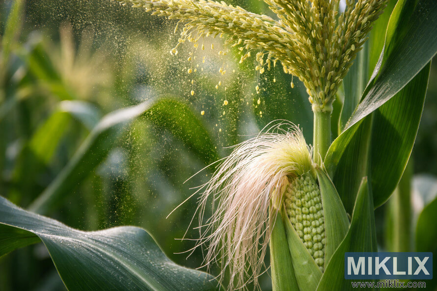 Close-up of a corn tassel releasing yellow pollen above a developing ear with fresh silk on a green maize plant.
