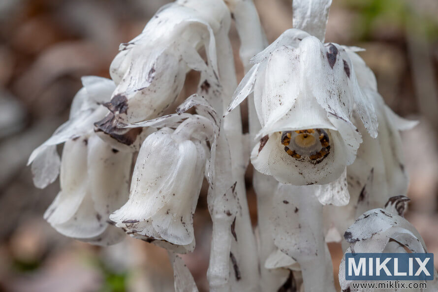 Macro close-up of pale white, bell-shaped flowers with dark brown markings and a softly blurred brown and green background. Macro close-up of pale white, bell-shaped flowers with dark brown markings and a softly blurred brown and green background.