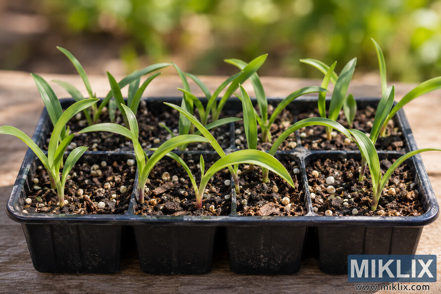 Close-up of young green seedlings with narrow leaves growing in a black plastic nursery tray filled with potting soil. Close-up of young green seedlings with narrow leaves growing in a black plastic nursery tray filled with potting soil.
