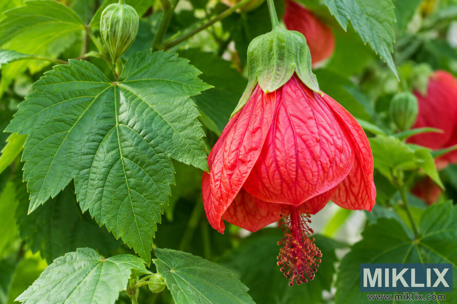 Close-up of a hanging red Chinese hat flower with veined petals, a long red stamen cluster, green buds, and serrated leaves. Close-up of a hanging red Chinese hat flower with veined petals, a long red stamen cluster, green buds, and serrated leaves.