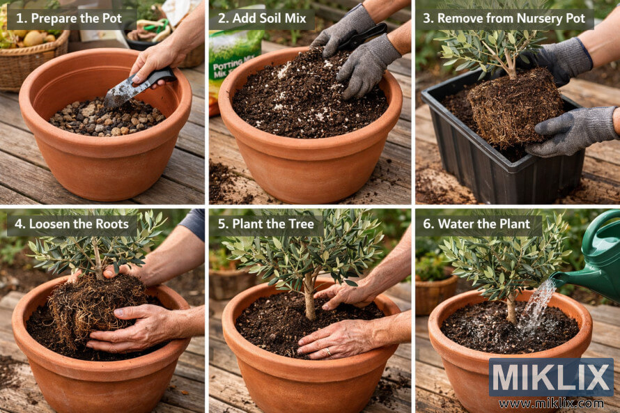 Six-panel landscape collage showing the step-by-step process of planting an olive tree in a terracotta container, from adding drainage and soil to planting and watering. Six-panel landscape collage showing the step-by-step process of planting an olive tree in a terracotta container, from adding drainage and soil to planting and watering.