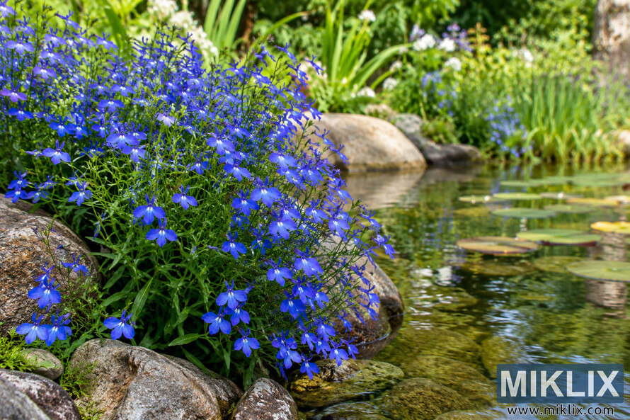Vivid blue lobelia-like flowers cascade over rocks beside a clear garden pond with lily pads and lush green plants. Vivid blue lobelia-like flowers cascade over rocks beside a clear garden pond with lily pads and lush green plants.