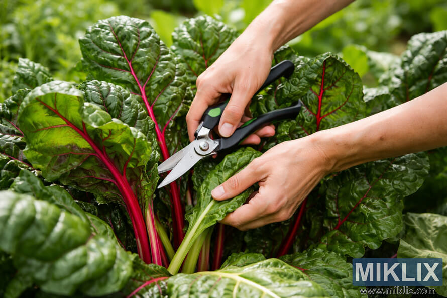 Hands cutting outer Swiss chard leaves with garden scissors in a lush garden bed.