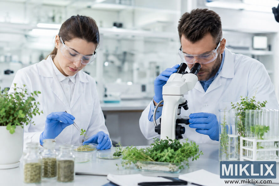 Two scientists in white laboratory coats conduct oregano research in a bright modern laboratory, examining plant samples with a microscope and precision tools surrounded by glassware and fresh oregano specimens. Two scientists in white laboratory coats conduct oregano research in a bright modern laboratory, examining plant samples with a microscope and precision tools surrounded by glassware and fresh oregano specimens.