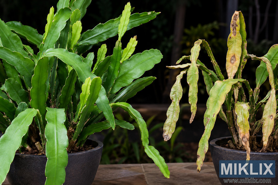 Side-by-side comparison of healthy green night-blooming cereus stems and stressed, yellowing, drooping stems in dark pots. Side-by-side comparison of healthy green night-blooming cereus stems and stressed, yellowing, drooping stems in dark pots.