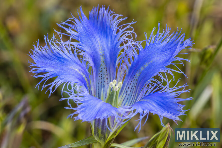 Macro close-up of a vivid blue fringed gentian flower with finely divided petal edges, pale center, green foliage, and a softly blurred natural background. Macro close-up of a vivid blue fringed gentian flower with finely divided petal edges, pale center, green foliage, and a softly blurred natural background.
