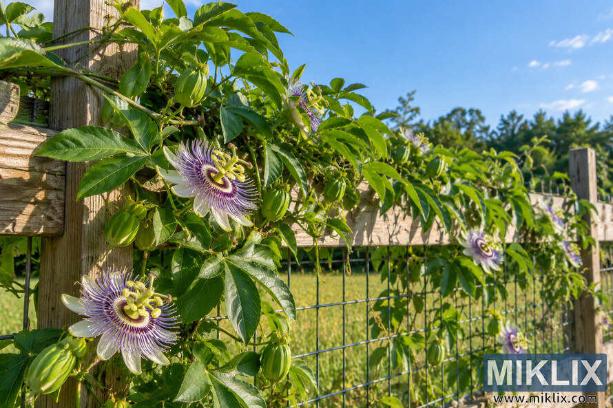 Purple-and-white maypop passionflowers and green vine foliage growing along a weathered wooden fence with wire mesh under a bright blue sky. Purple-and-white maypop passionflowers and green vine foliage growing along a weathered wooden fence with wire mesh under a bright blue sky.