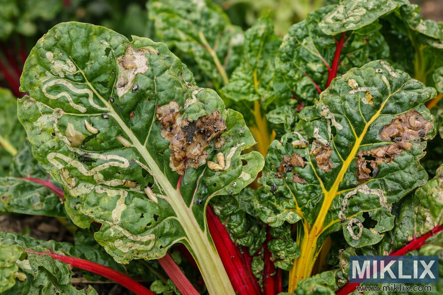 Close-up of Swiss chard leaves showing winding leaf miner tunnels and damaged patches on green leaves with red and yellow stems.