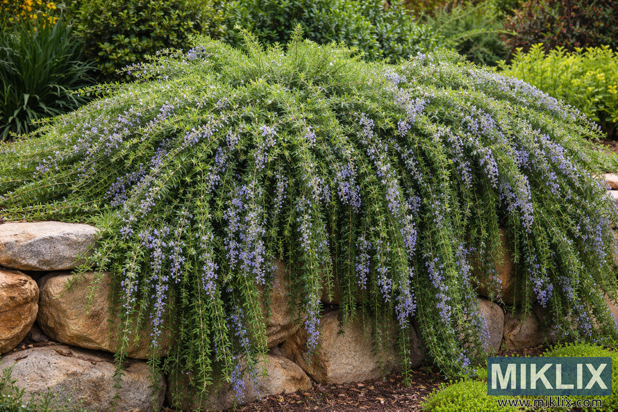Prostrate rosemary with long trailing stems and pale purple flowers cascading over a natural stone retaining wall in a garden