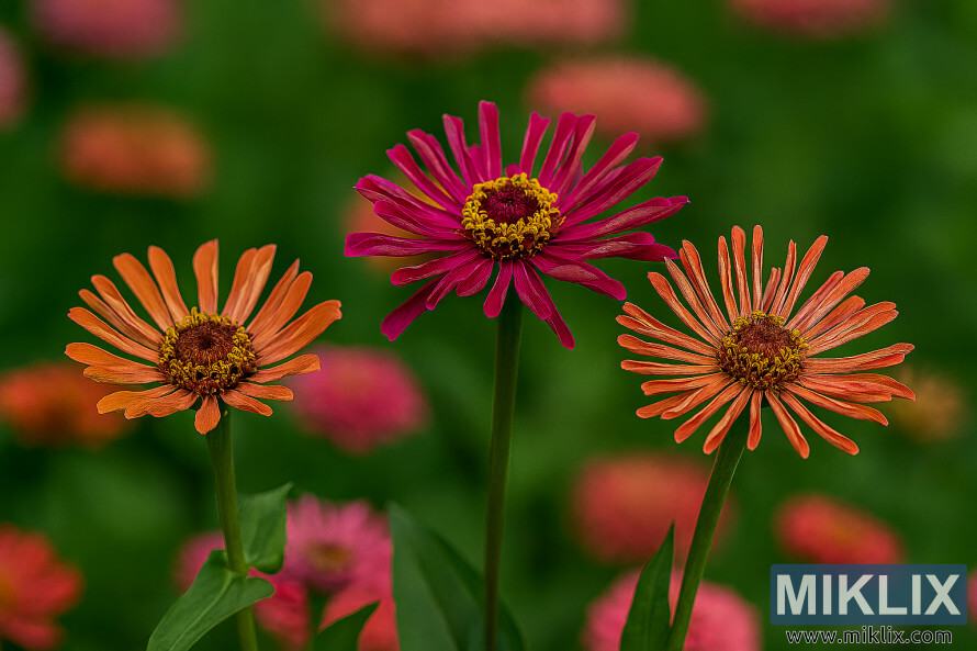 سبز Ù¾ÙØ¯ÙÚº Ú©Û Ø®ÙØ§Ù ÙØ§Ø±ÙØ¬ÛØ Ù
ÛÙØ¬ÛÙÙ¹Ø§Ø Ø§ÙØ± Ù
رجا٠رÙÚ¯ÙÚº Ù
ÛÚº Ø¨Ù¹Û ÛÙØ¦Û Ù¾ÙÚ©Ú¾ÚÛÙÚº Ú©Û Ø³Ø§ØªÚ¾ Ú©Ûکٹس Ú©Û Ù¾Ú¾ÙÙÙÚº ÙØ§ÙÛ Ø²ÛÙÛØ§ Ú©Û Ø²Ù
ÛÙ Ú©Û ØªØ²Ø¦ÛÙ Ú©Û ØªØµÙÛØ± سبز Ù¾ÙØ¯ÙÚº Ú©Û Ø®ÙØ§Ù ÙØ§Ø±ÙØ¬ÛØ Ù
ÛÙØ¬ÛÙÙ¹Ø§Ø Ø§ÙØ± Ù
رجا٠رÙÚ¯ÙÚº Ù
ÛÚº Ø¨Ù¹Û ÛÙØ¦Û Ù¾ÙÚ©Ú¾ÚÛÙÚº Ú©Û Ø³Ø§ØªÚ¾ Ú©Ûکٹس Ú©Û Ù¾Ú¾ÙÙÙÚº ÙØ§ÙÛ Ø²ÛÙÛØ§ Ú©Û Ø²Ù
ÛÙ Ú©Û ØªØ²Ø¦ÛÙ Ú©Û ØªØµÙÛØ±