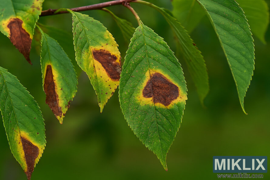 Photo de paysage en gros plan des feuilles pleureuses du cerisier montrant des dommages causÃ©s par des ravageurs et des symptÃ´mes de maladies comme des lÃ©sions, des recourbements et une dÃ©coloration