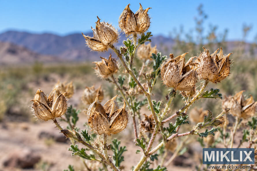 Close-up of dry, papery seed capsules on a mature desert five-spot plant with a blurred desert landscape and mountains behind it. Close-up of dry, papery seed capsules on a mature desert five-spot plant with a blurred desert landscape and mountains behind it.