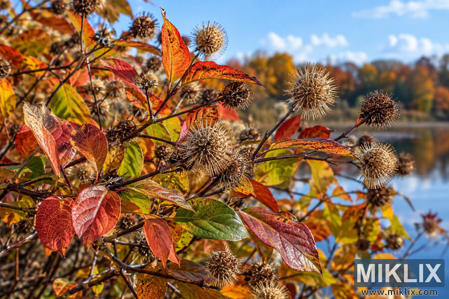 Close-up of buttonbush branches with red, orange, yellow and green fall leaves and spherical brown seed heads beside a blurred lake. Close-up of buttonbush branches with red, orange, yellow and green fall leaves and spherical brown seed heads beside a blurred lake.