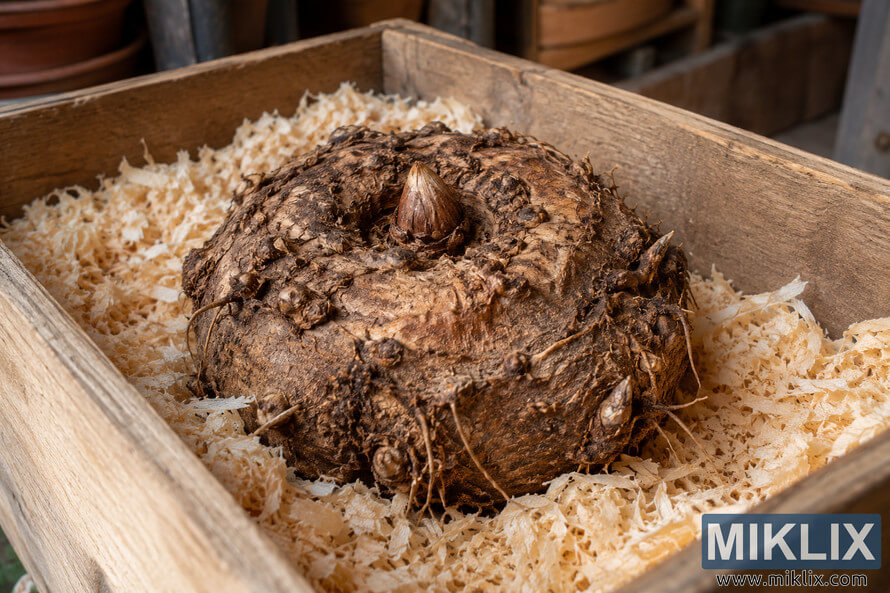 Large brown dragon arum tuber with a pointed shoot resting in pale wood shavings inside a weathered wooden crate.