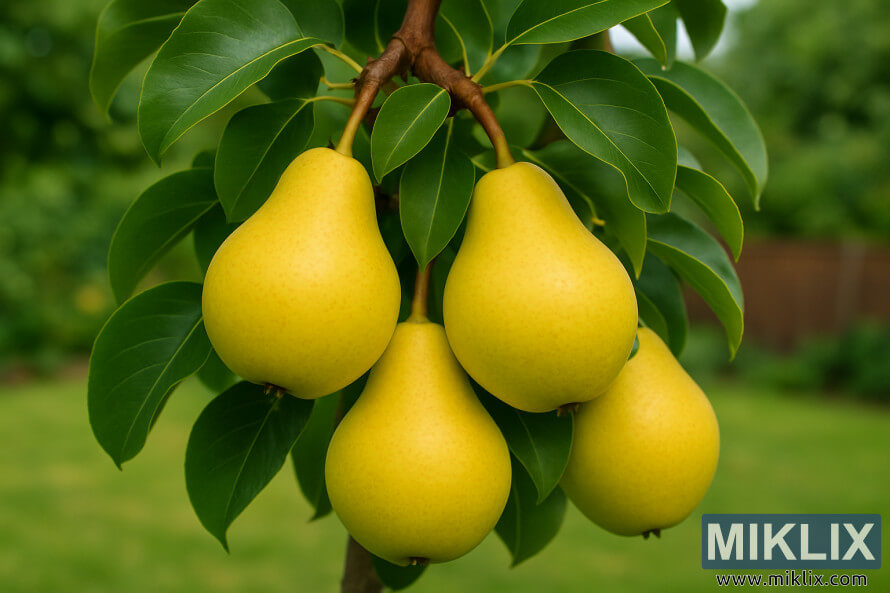 Close-up of ripe golden-yellow Bartlett pears hanging from a tree with green leaves.