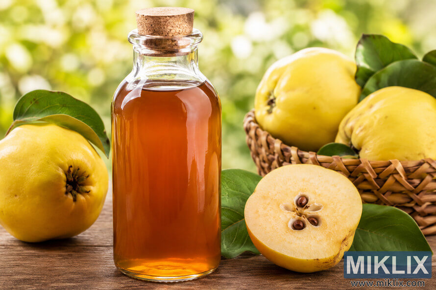 Glass bottle filled with golden quince syrup surrounded by fresh yellow quinces and green leaves on a rustic wooden table in warm natural light. Glass bottle filled with golden quince syrup surrounded by fresh yellow quinces and green leaves on a rustic wooden table in warm natural light.