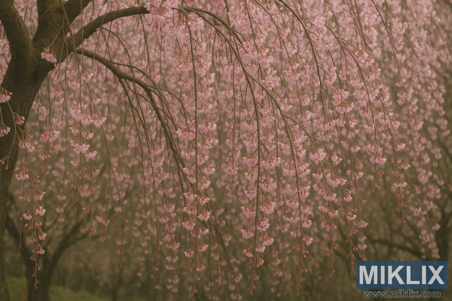 Cerisier pleureur avec des fleurs roses en cascade dans un jardin serein.