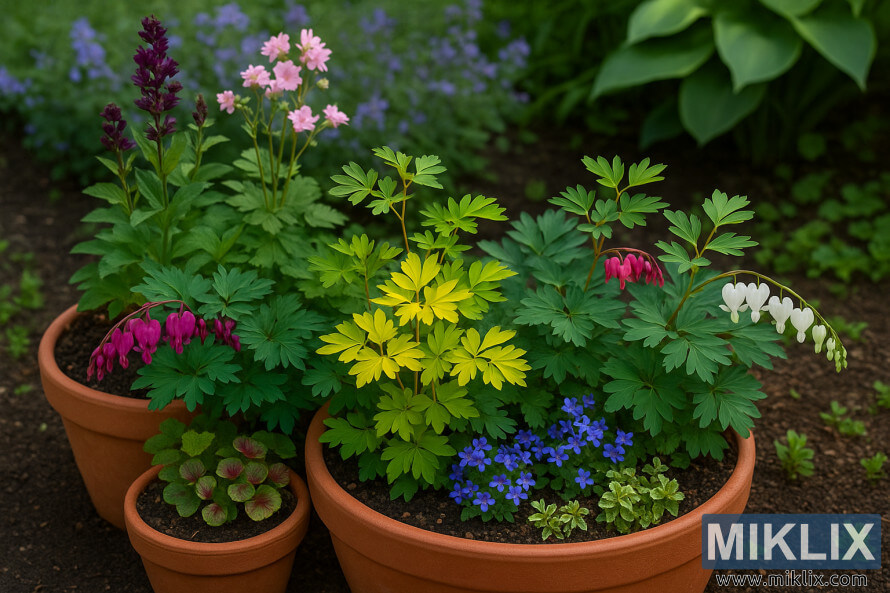 Un jardin en pot avec des Bleeding Hearts compacts en feuillage rose, blanc et dorÃ©, plantÃ© dans des pots en terre cuite avec des plantes compagnes bleues et vertes.