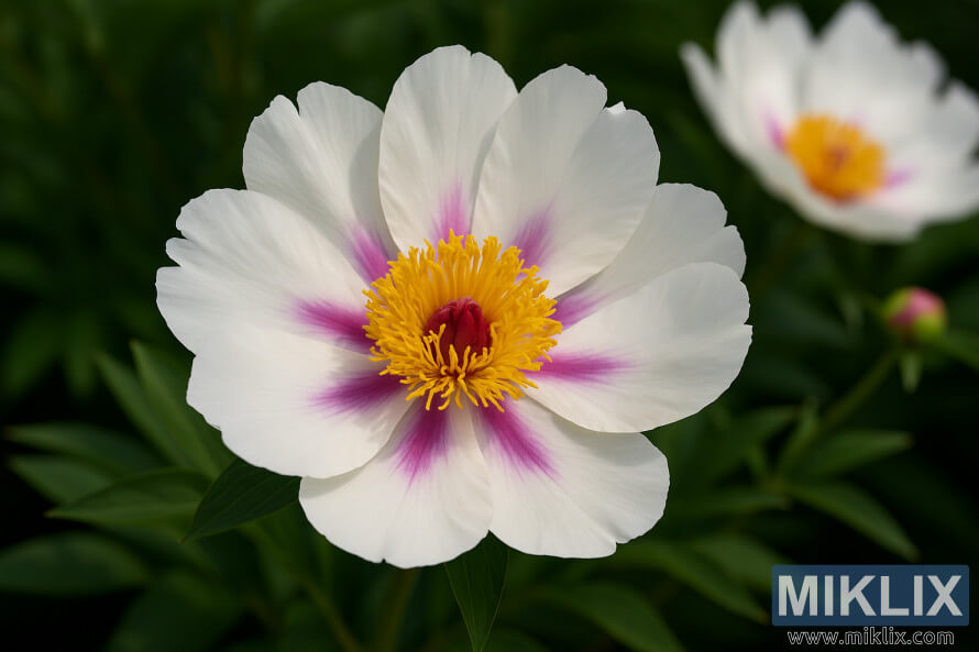 بÚÛ Ø³ÙÛØ¯ Ù¾ÙÚ©Ú¾ÚÛÙÚº Ø§ÙØ± سÙÛØ±Û Ù¾ÛÙÛ Ù
رکز Ú©Û Ø§Ø±Ø¯ گرد ØÛرت اÙÚ¯ÛØ² ÙÛÙÛÙÚØ±-Ú¯ÙØ§Ø¨Û شعÙÙÚº Ú©Û Ø³Ø§ØªÚ¾ Ú©ÙØ±Ø§ ÙÙØ¦Ø³ اÙٹرسÛÚ©Ø´ÙÙ Ù¾ÛÙÙÛ Ú©Ø§ ÙØ±ÛØ¨Û Ø§Ù¾Û Ø¨ÚÛ Ø³ÙÛØ¯ Ù¾ÙÚ©Ú¾ÚÛÙÚº Ø§ÙØ± سÙÛØ±Û Ù¾ÛÙÛ Ù
رکز Ú©Û Ø§Ø±Ø¯ گرد ØÛرت اÙÚ¯ÛØ² ÙÛÙÛÙÚØ±-Ú¯ÙØ§Ø¨Û شعÙÙÚº Ú©Û Ø³Ø§ØªÚ¾ Ú©ÙØ±Ø§ ÙÙØ¦Ø³ اÙٹرسÛÚ©Ø´ÙÙ Ù¾ÛÙÙÛ Ú©Ø§ ÙØ±ÛØ¨Û Ø§Ù¾Û